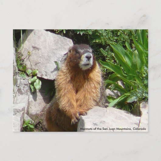 Marmots of the San Juan Mountains, Co... Briefkaart (Voorkant)
