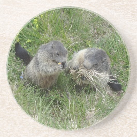 Marmots onderzetter (Voorkant)