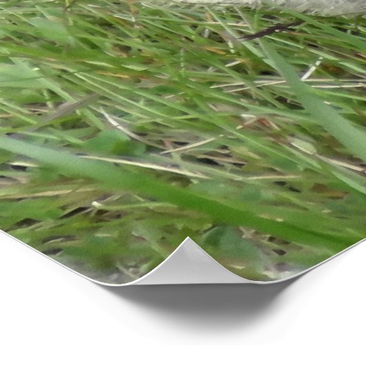 Marmots poster (Hoek)