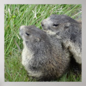 Marmots poster (Voorkant)