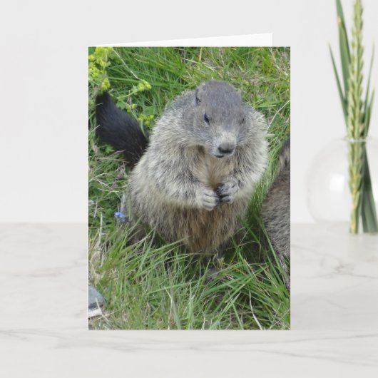 Marmots wenskaart kaart (Voorkant)
