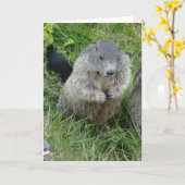 Marmots wenskaart kaart (Gele Bloem)