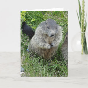 Marmots wenskaart kaart
