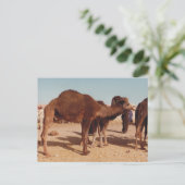 Marokkaans Briefkaart Camel (Staand voorkant)