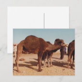 Marokkaans Briefkaart Camel (Voorkant / Achterkant)