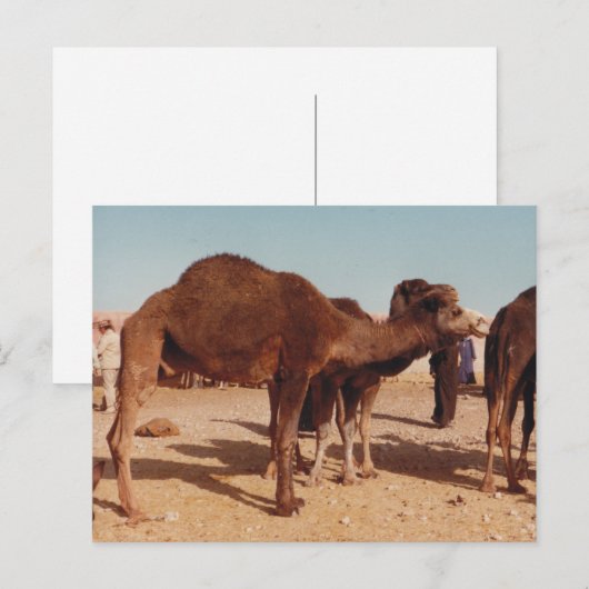 Marokkaans Briefkaart Camel (Voorkant / Achterkant)