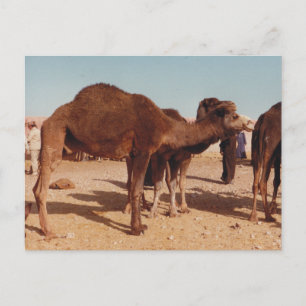 Marokkaans Briefkaart Camel
