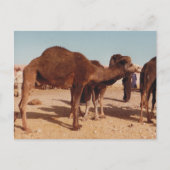 Marokkaans Briefkaart Camel (Voorkant)