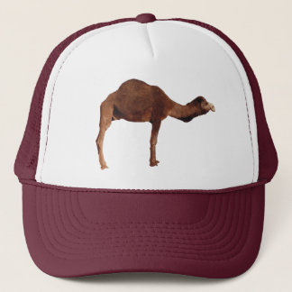 Marokkaans Pet Camel