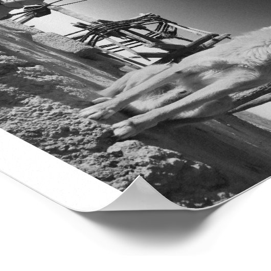 Marokkaanse hond poster (Hoek)