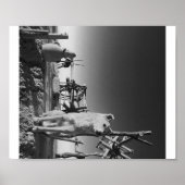 Marokkaanse hond poster (Voorkant)