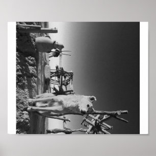 Marokkaanse hond poster