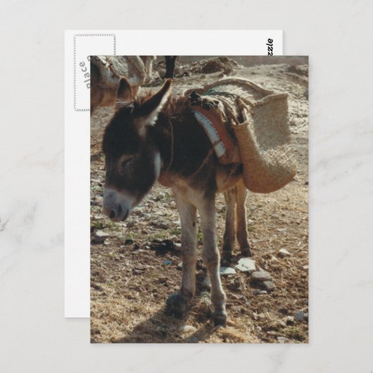 Marokko Mule Briefkaart (Voorkant / Achterkant)