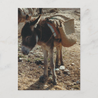 Marokko Mule Briefkaart
