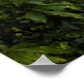 Marokopa waterval, Nieuw-Zeeland Poster (Hoek)