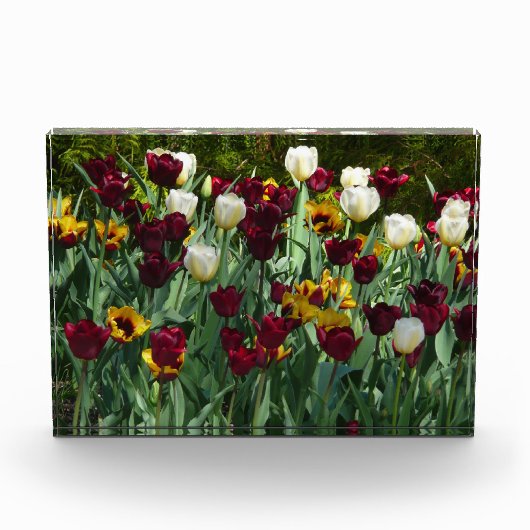 Maroon and Yellow Tulips Fotoblokken (Voorkant)