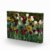 Maroon and Yellow Tulips Fotoblokken (Rechts)