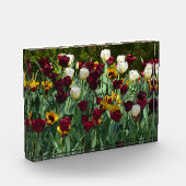Maroon and Yellow Tulips Fotoblokken (Links)