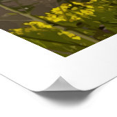 Maroon Bells Floral - poster (Hoek)