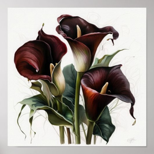 Maroon Calla Lilies Lily Flower Art Print Poster (Voorkant)