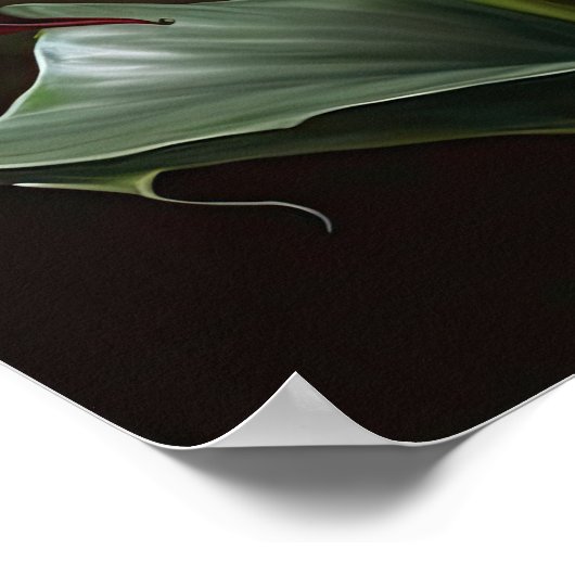 Maroon Calla Lilies Lily Flower Art Print Poster (Hoek)