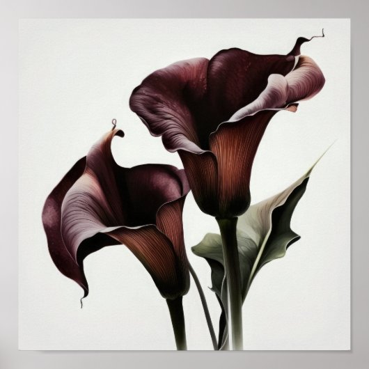 Maroon Calla Lilies Lily Flower Art Print Poster (Voorkant)