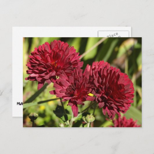 Maroon Chrysanthemums Briefkaart (Voorkant / Achterkant)