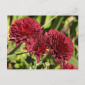 Maroon Chrysanthemums Briefkaart (Voorkant)