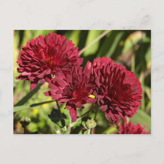 Maroon Chrysanthemums Briefkaart (Voorkant)