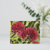 Maroon Chrysanthemums Briefkaart (Staand voorkant)