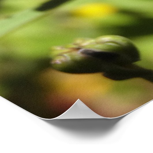 Maroon Chrysanthemums Poster (Hoek)