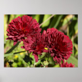 Maroon Chrysanthemums Poster (Voorkant)