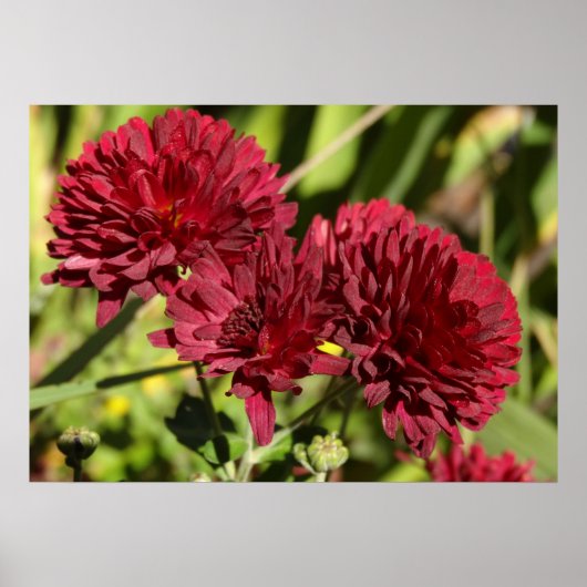 Maroon Chrysanthemums Poster (Voorkant)