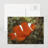 Maroon clownfish met zee anemone briefkaart (Voorkant / Achterkant)