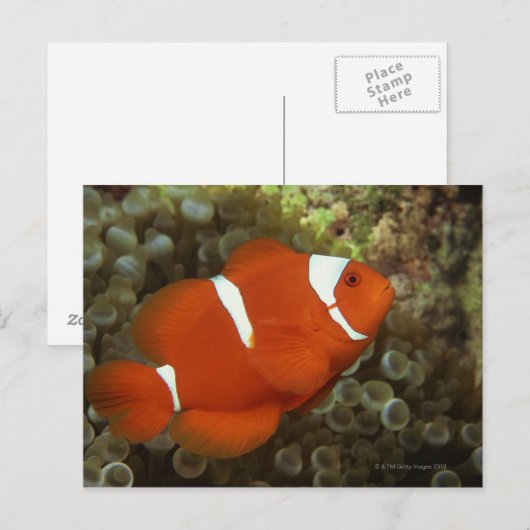 Maroon clownfish met zee anemone briefkaart (Voorkant / Achterkant)