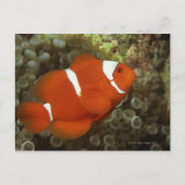 Maroon clownfish met zee anemone briefkaart (Voorkant)