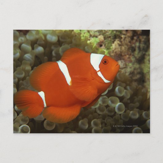 Maroon clownfish met zee anemone briefkaart (Voorkant)