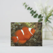 Maroon clownfish met zee anemone briefkaart (Staand voorkant)