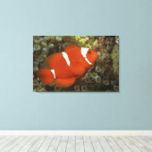 Maroon clownfish met zee anemone canvas afdruk (Insitu (Houten vloer))