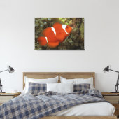 Maroon clownfish met zee anemone canvas afdruk (Insitu (Slaapkamer))