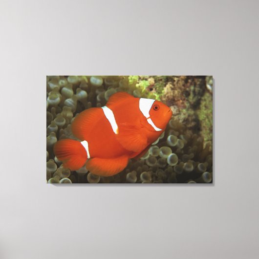 Maroon clownfish met zee anemone canvas afdruk (Voorkant)