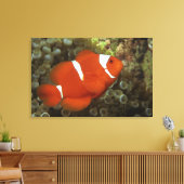 Maroon clownfish met zee anemone canvas afdruk (Insitu (Woonkamer))