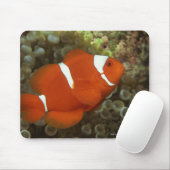 Maroon clownfish met zee anemone muismat (Met muis)