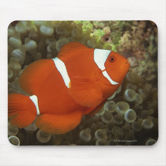 Maroon clownfish met zee anemone muismat (Voorkant)