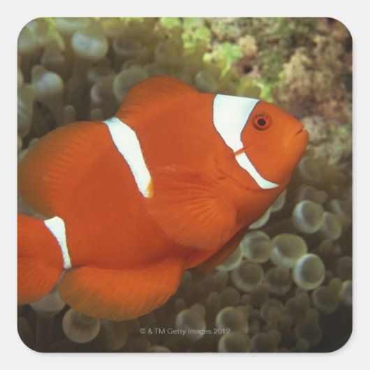 Maroon clownfish met zee anemone vierkante sticker (Voorkant)