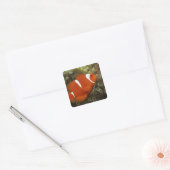 Maroon clownfish met zee anemone vierkante sticker (Envelop)