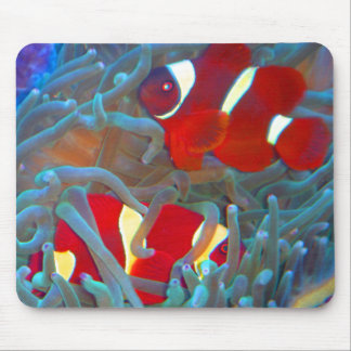 Maroon Clownfish Muismat