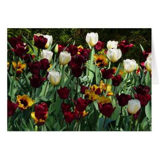 Maroon en gele Tulpen kleurrijke Floral (Voorkant Horizontaal)
