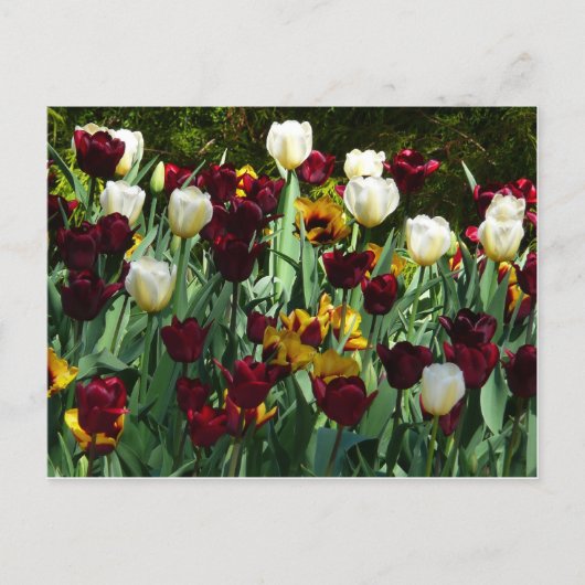 Maroon en gele Tulpen kleurrijke Floral Briefkaart (Voorkant)