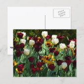 Maroon en gele Tulpen kleurrijke Floral Briefkaart (Voorkant / Achterkant)